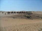 Desert Thrills - Day 2 (Afternoon): Camel trekking in Inner Mongolia's Kubuqi Desert, China's seventh largest. Prior to getting on our camels that suddenly made us 20 feet tall; we relished the endorphin-producing delight of speeding through the desert on a jitney. Then our camels awaited us in their resting area where they sat quietly, jaws in motion as if chewing something. : by charlietravelogues, Views[1020]
