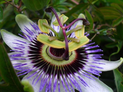 This image was taken in my front garden. The fact that a flower this unique can be found within 3 feet of my doorstep, gives an exciting possibility that there is so much more to see further away.