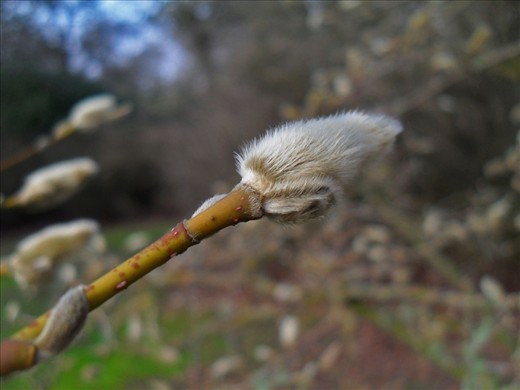 This image was taken at Richmond park near my home town. The main focus of the image is the fury bud as the background is blurred. 
