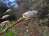 This image was taken at Richmond park near my home town. The main focus of the image is the fury bud as the background is blurred. : by charlotte93, Views[292]