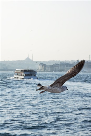 Hearing the Seagulls in Marmara sea on shining day is the most delightful.   