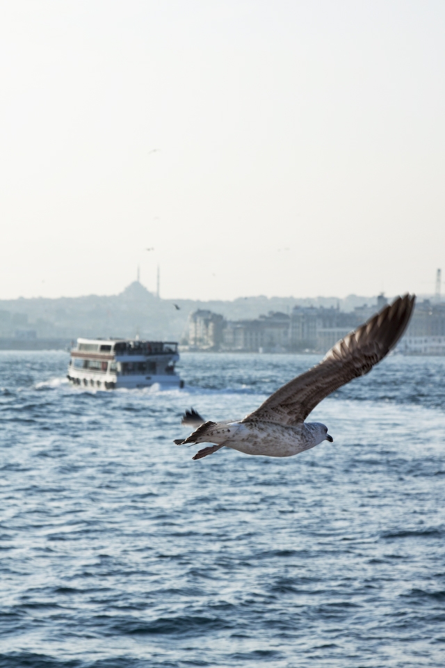 Hearing the Seagulls in Marmara sea on shining day is the most delightful.   