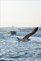 Hearing the Seagulls in Marmara sea on shining day is the most delightful.   : by charmingistanbul, Views[310]