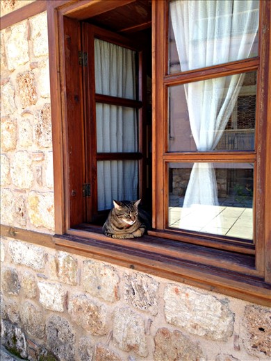 This cat accurately describes the whole atmosphere of the place - chill.