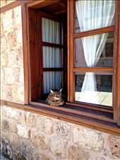 This cat accurately describes the whole atmosphere of the place - chill.: by charmuuu, Views[390]