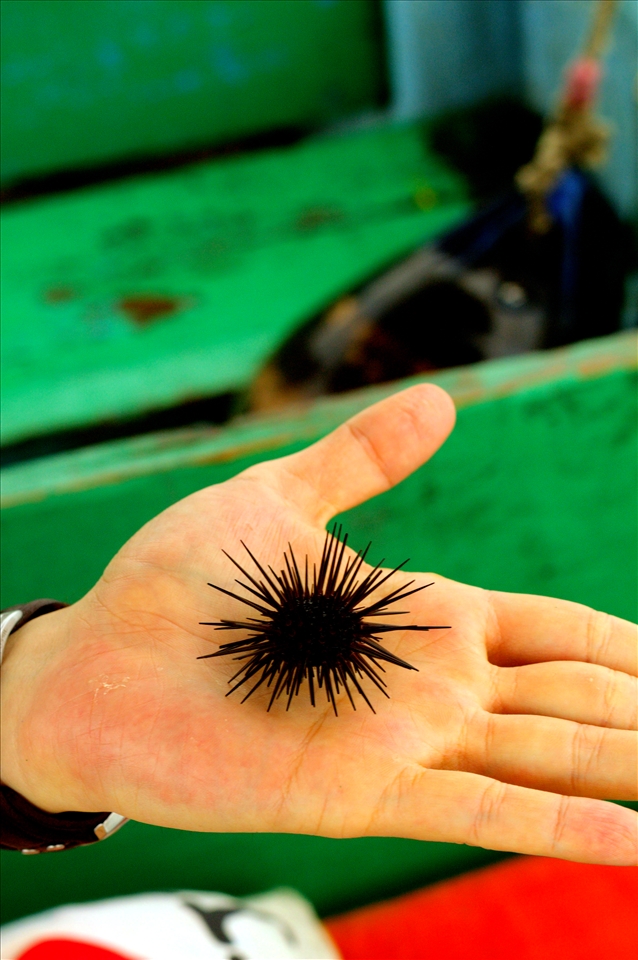 The extensive biodiversity of this region is under threat, especially the reefs.