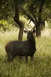 I captured this Photograph in Sariska tiger Reserve, Rajasthan India: by chattrapalsingh, Views[307]