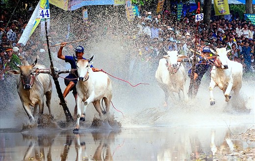 Cow racing festival