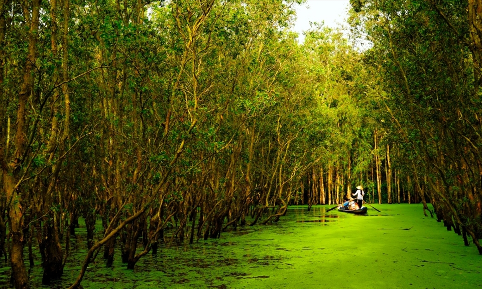 Mangroves