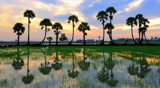 Early sun in a field