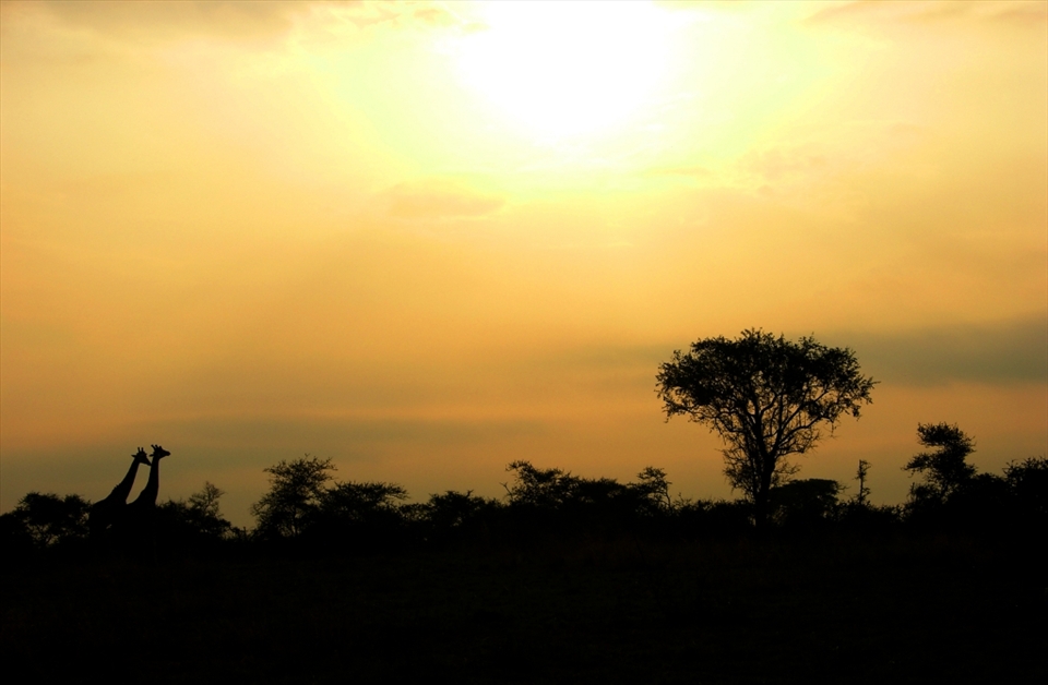 The road lead me to the most captivating views I have ever seen. A safari park that the animals knew was a safe haven and are able to enjoy the freedom to live and enjoy the beauty around them ... together. 