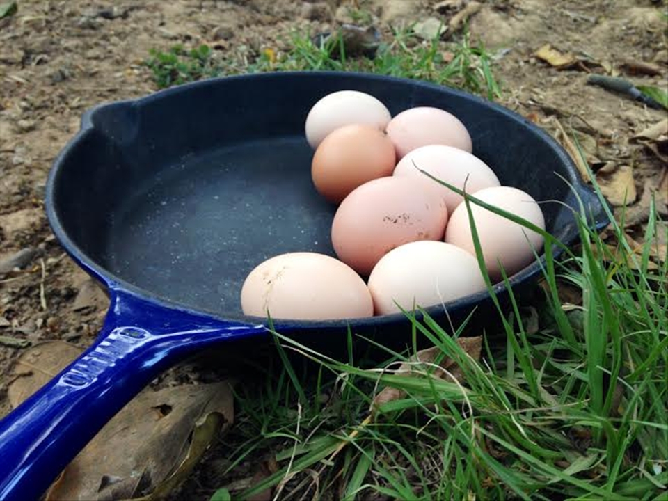 Eggs for a creamy custard and fluffy meringue - fresh from the hens!