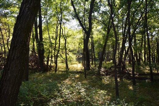 Pinery Provincial park