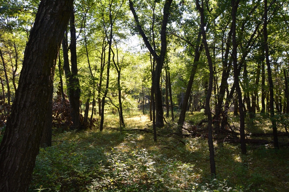 Pinery Provincial park