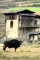 Old traditional house, Village: by chhoden, Views[783]