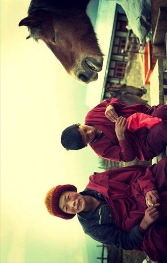 Hike to Phajoding, Monks and a horse with french hair cut....