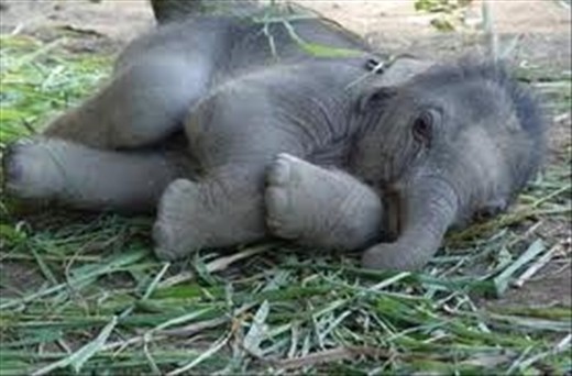 How can you not love baby elephants?