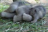How can you not love baby elephants?: by chicagoguy, Views[759]