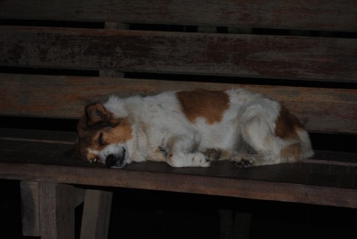 This is a sanctuary for dogs as well.