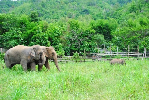 Arrival at the Elephant Nature Park