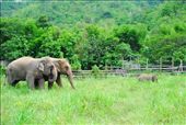 Arrival at the Elephant Nature Park: by chicagoguy, Views[258]