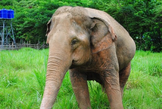 Sad story with this elephant