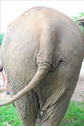 What an ass!: by chicagoguy, Views[224]