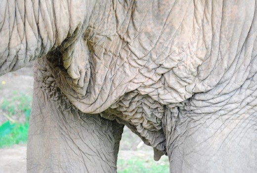This is what your skin will look like if you were a 78 year old elephant