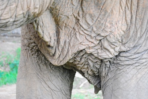 Skin of a 78 year old elephant