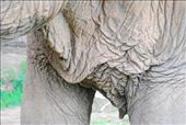 Skin of a 78 year old elephant: by chicagoguy, Views[305]