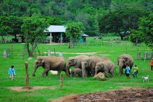 Herd protecting the baby elephant