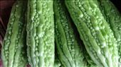 Cucumbers with warts?: by chicagoguy, Views[212]