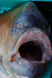 by chicagoguy, Views[225]