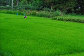 Woman in rice field: by chicagoguy, Views[311]