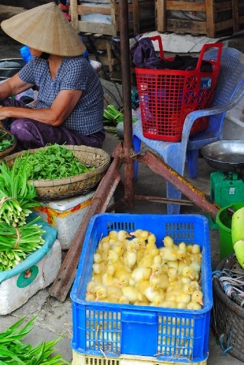 Baby chicks for sale at the market