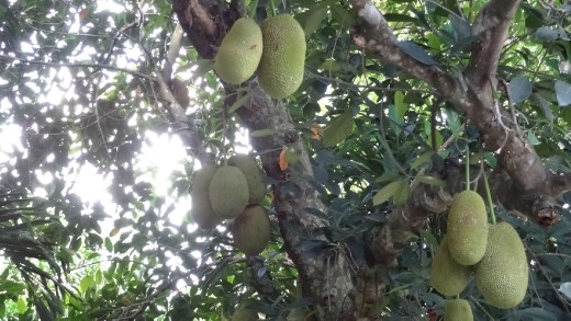 Renie...you won one prize already.  Double or nothing?  Name this fruit.