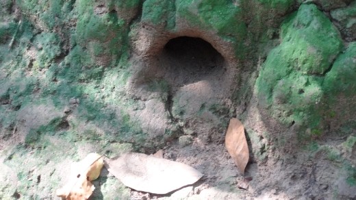 Air hole for tunnels (up close)