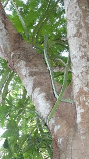 Renie...3rd contest..name of this fruit that looks like a DRAGON?