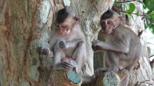 Monkeys that greeted us