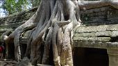 Ta Prohm, the 