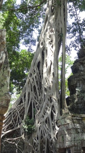 Ta Prohm