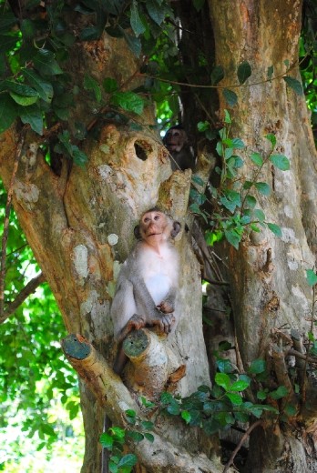 Gotta luv 'em monkeys