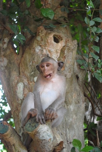 What..another monkey shot?