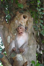 What..another monkey shot?: by chicagoguy, Views[203]