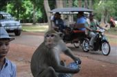 Monkey stealing water and drinking it...1: by chicagoguy, Views[291]
