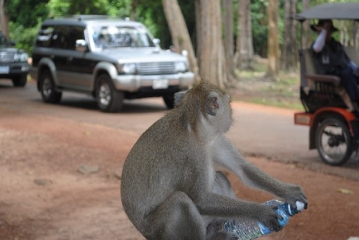 Monkey stealing water and drinking it...2