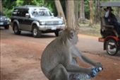 Monkey stealing water and drinking it...2: by chicagoguy, Views[173]