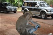 Monkey stealing water and drinking it...3: by chicagoguy, Views[225]