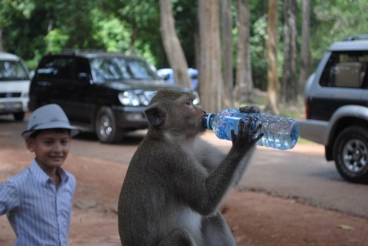Monkey stealing water and drinking it...4