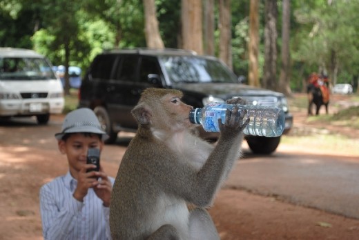 Monkey stealing water and drinking it...5